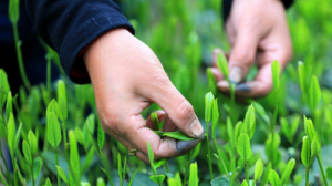 小干货 | 绿茶地理分布。