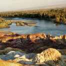 郭银森寿眉散茶