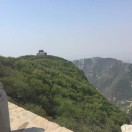 郭银森寿眉散茶